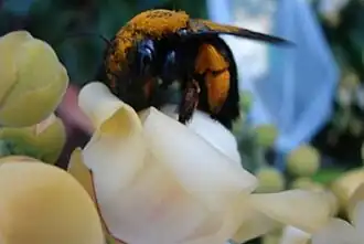 Xylocopa frontalis