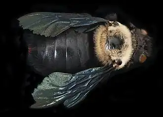 Xylocopa grisescens