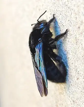 Xylocopa hirsutissima