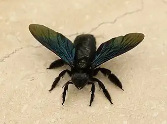 Xylocopa nasalis