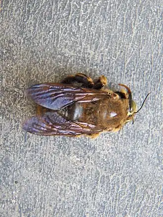 Xylocopa strandi