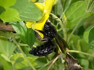 Xylocopa tranquebarorum