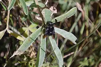 Xylocopa viridigastra