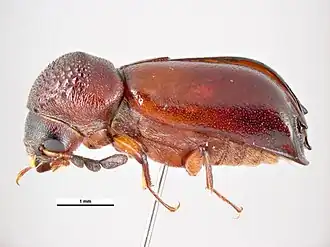 Xyloperthodes nitidipennis