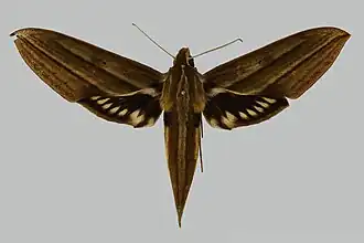 Xylophanes aristor