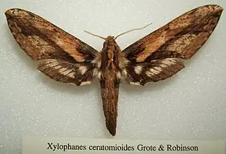 Xylophanes ceratomioides