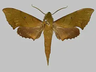 Xylophanes depuiseti