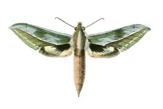 Xylophanes docilis