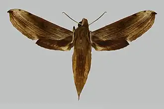 Xylophanes dolius