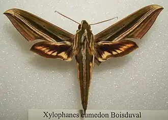 Xylophanes eumedon