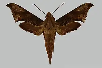 Xylophanes godmani