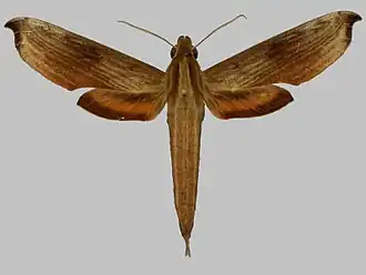 Xylophanes haxairei