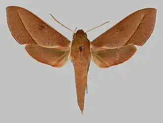 Xylophanes irrorata