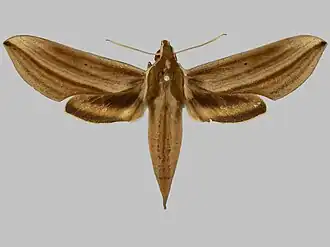 Xylophanes isaon