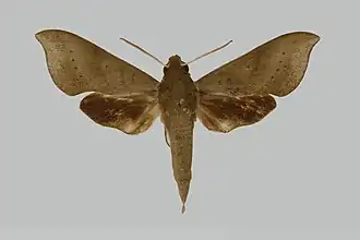 Xylophanes jamaicensis