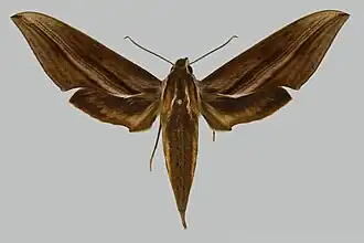 Xylophanes josephinae