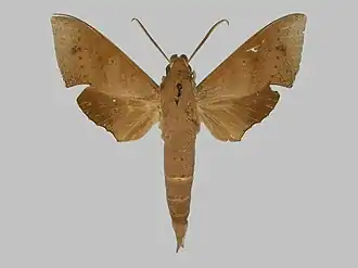 Xylophanes juanita