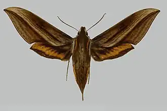 Xylophanes katharinae