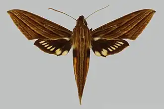 Xylophanes kiefferi