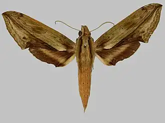 Xylophanes lichyi