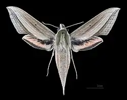 Xylophanes loelia ♀