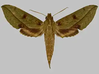 Xylophanes macasensis