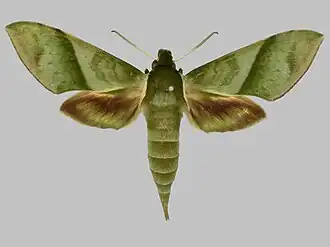 Xylophanes marginalis