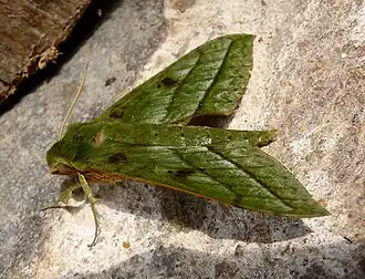 Xylophanes mirabilis