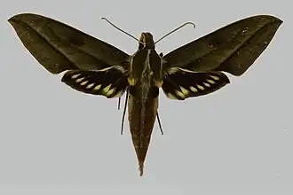 Xylophanes nabuchodonosor