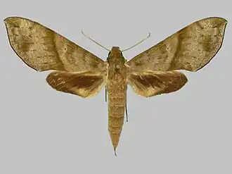 Xylophanes pistacina
