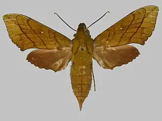 Xylophanes ploetzi
