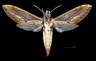 Xylophanes pyrrhus ♀ △