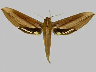 Xylophanes resta