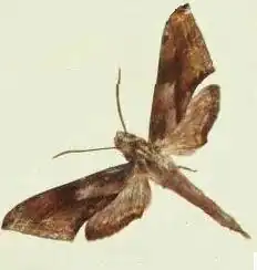 Xylophanes rhodina