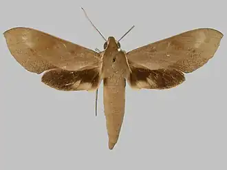 Xylophanes rhodocera
