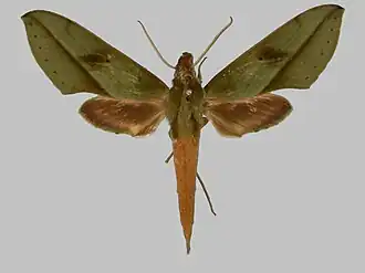 Xylophanes rothschildi