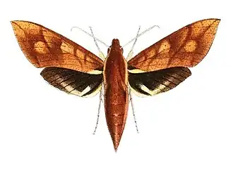Xylophanes rufescens