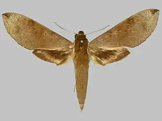 Xylophanes schausi