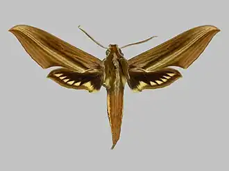 Xylophanes schreiteri