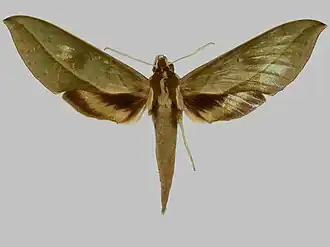 Xylophanes staudingeri