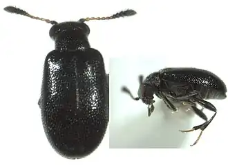 Xylophilus antennalis