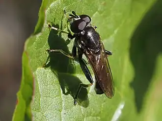 Grote grijze bladloper