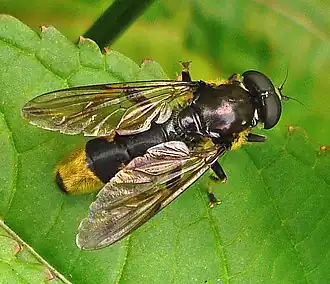 Grote gouden bladloper