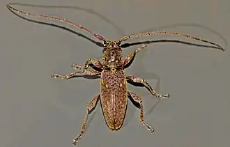 Xylotoles griseus