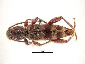 Xylotrechus colonus