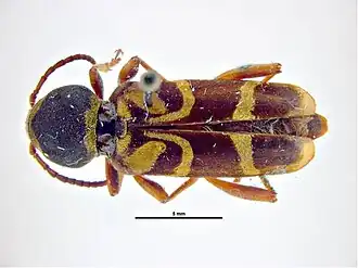 Xylotrechus insignis