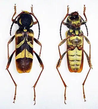 Xylotrechus khampaseuthi
