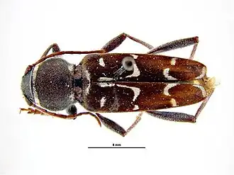 Xylotrechus longitarsis