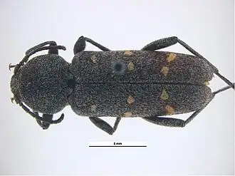Xylotrechus mormonus