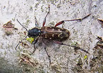 Xylotrechus rusticus